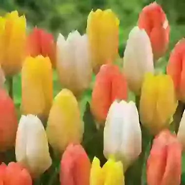 Three Colour Mix